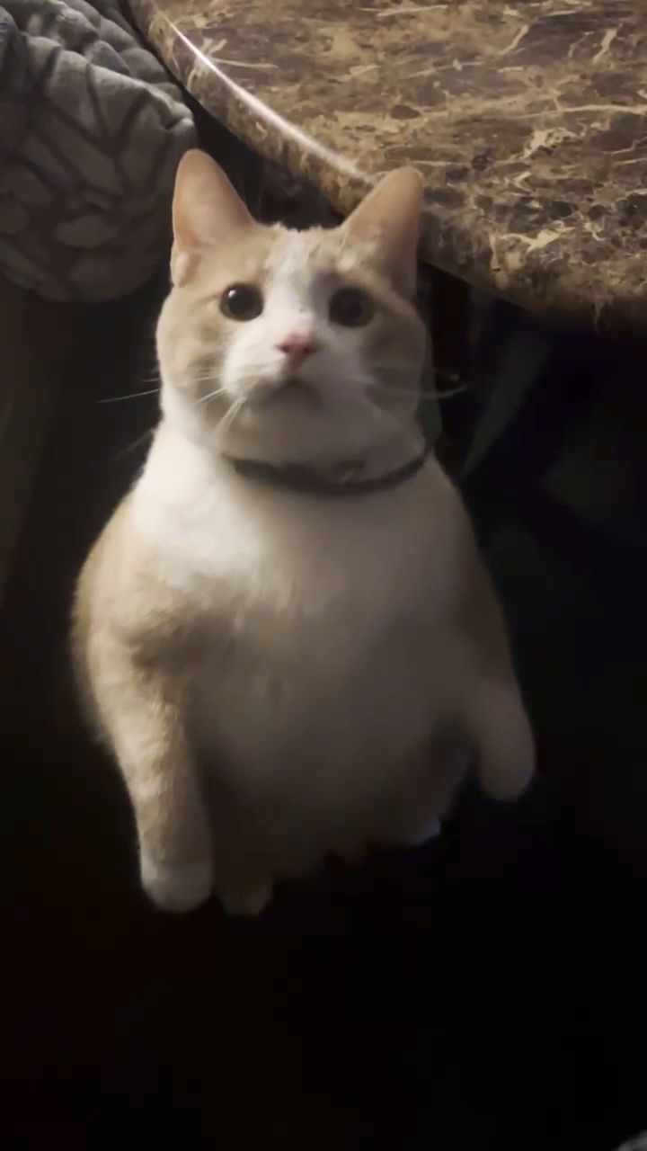 he is very big.